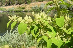 Japanese knotweed along the Rogue